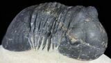 Bargain, Paralejurus Trilobite Fossil - Morocco #53544-1